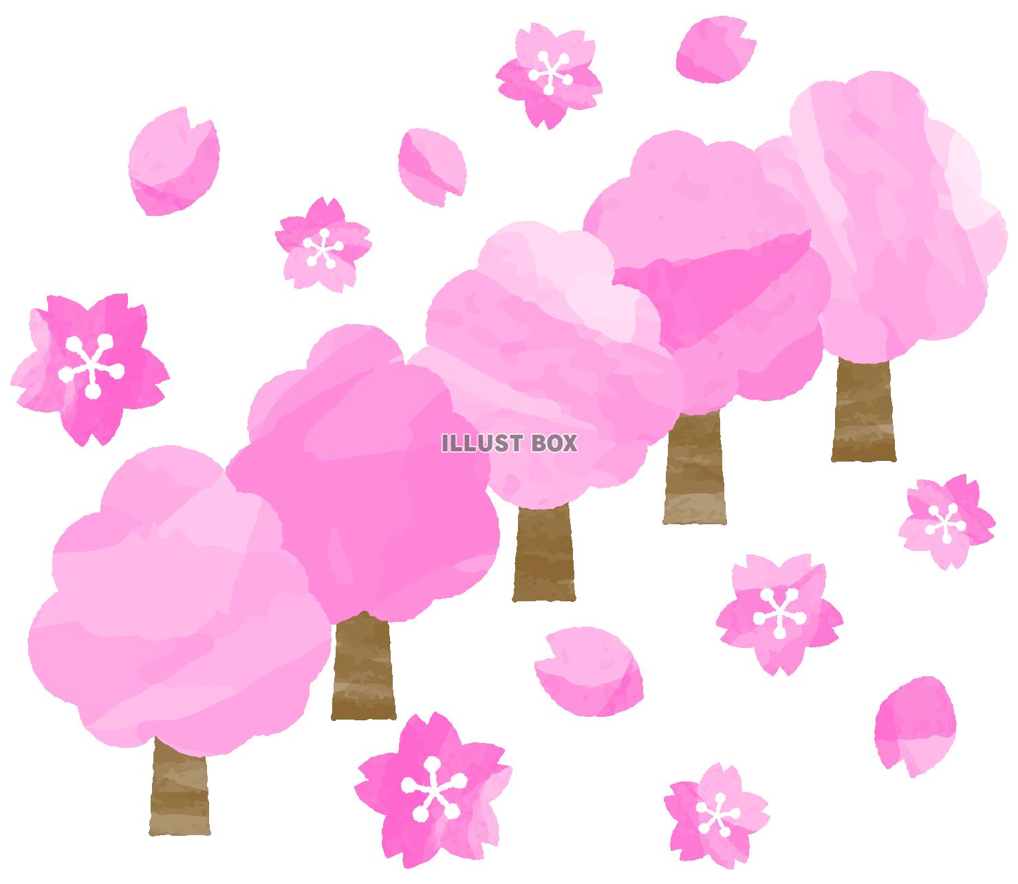 桜並木と桜の花