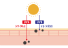 2_イラスト_肌断面図・UVA・UVB・大