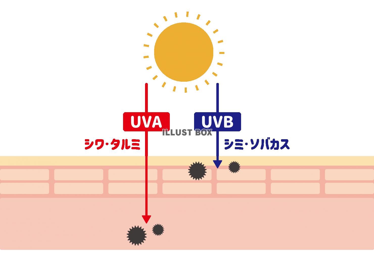 2_イラスト_肌断面図・UVA・UVB・大