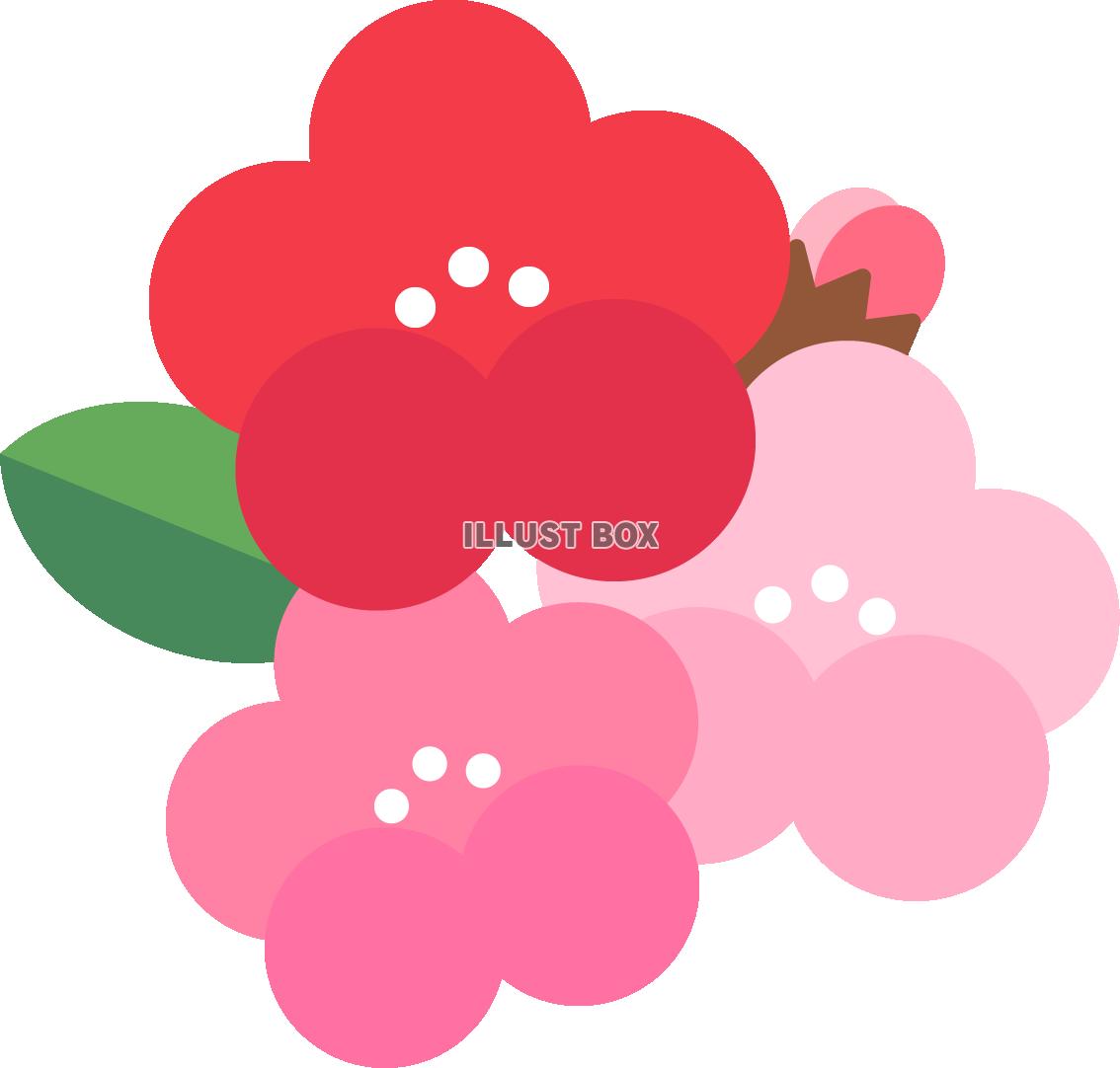 梅の花・ピンク