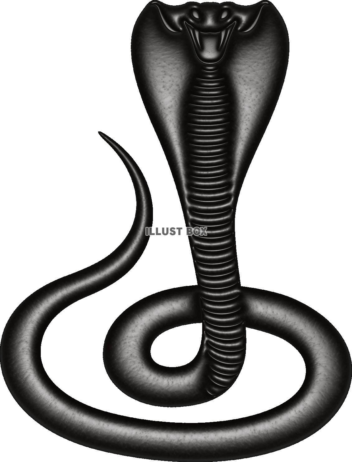 黒光りするコブラ 鎌首をもたげた毒蛇