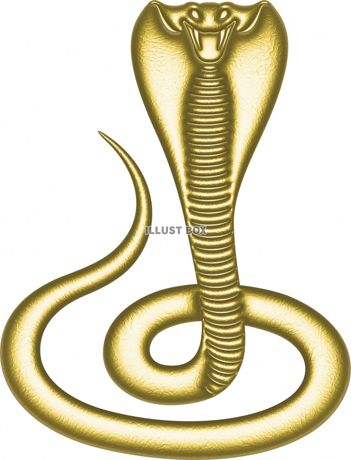 金色に輝くゴージャスな毒蛇　コブラ