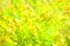 菜の花畑のような黄色と緑の明るい背景