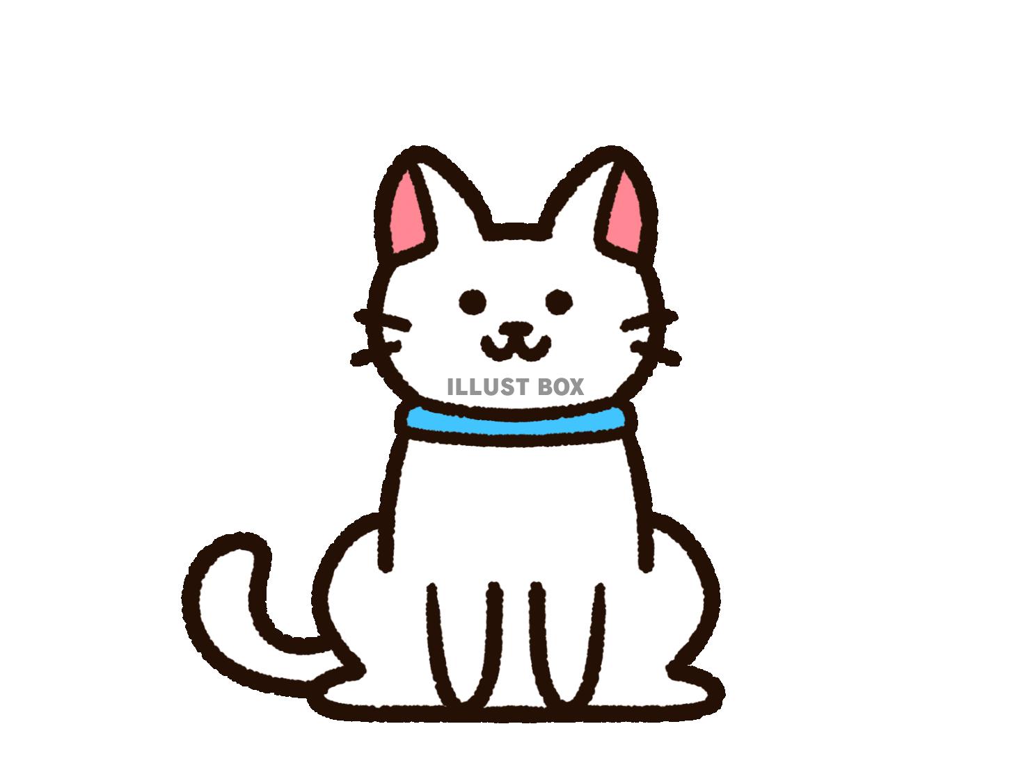 首輪をしたかわいい白猫