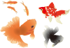 金魚セット（透過PNG）