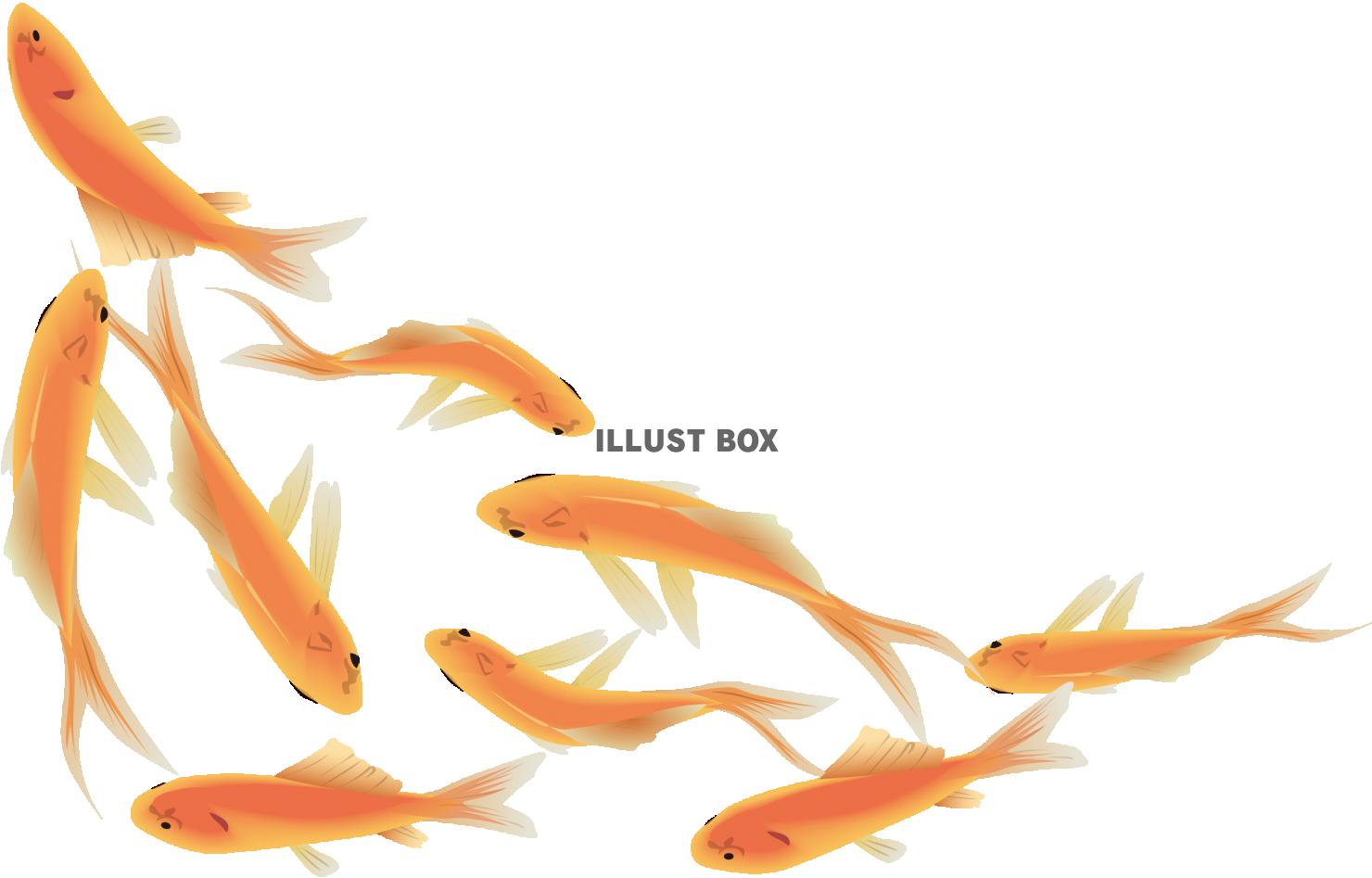 金魚の群れ（透過PNG）