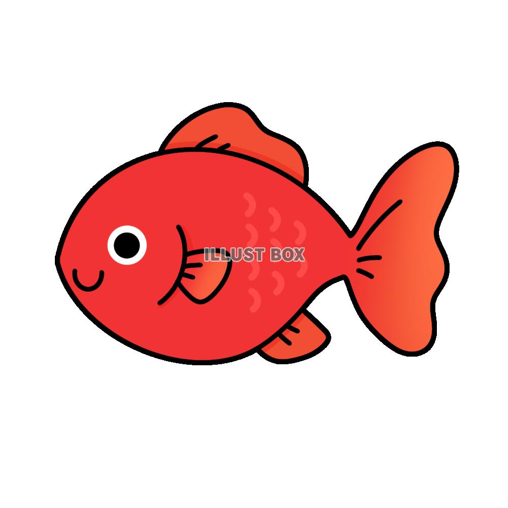 金魚　赤