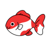 金魚　赤　白