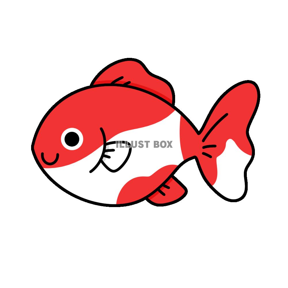 金魚　赤　白