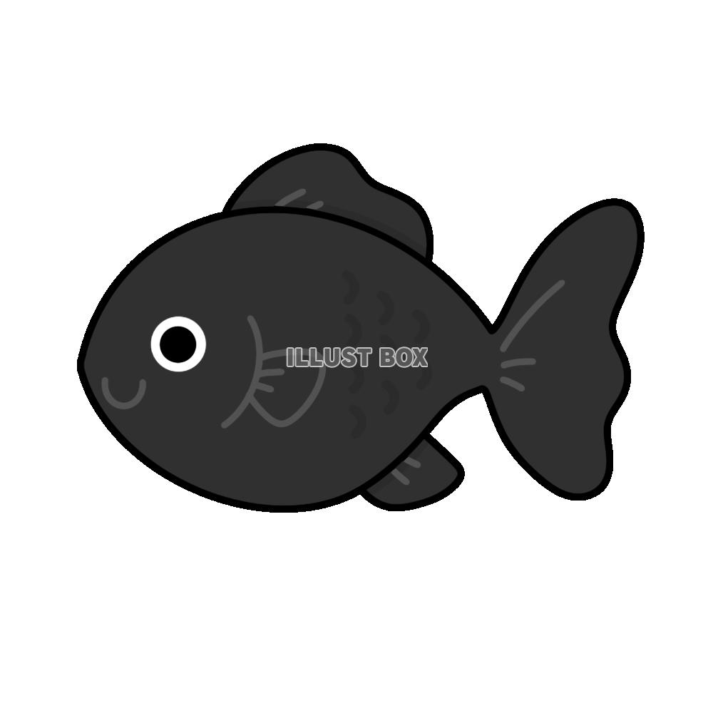 金魚　黒