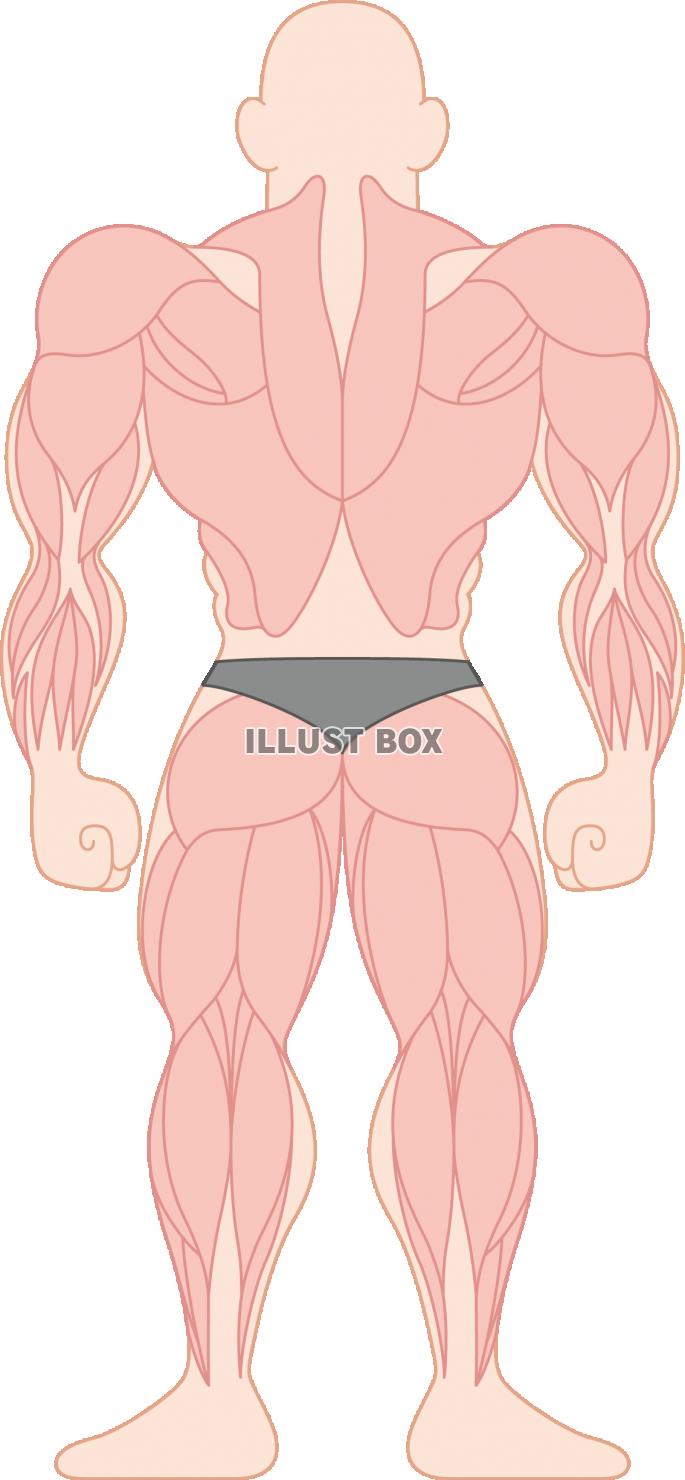 人間の筋肉の部位・種類　ボディビル　背面