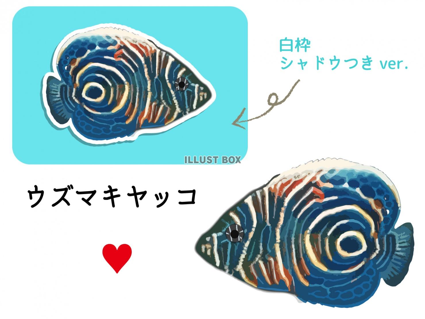 熱帯魚のセット-ウズマキヤッコ