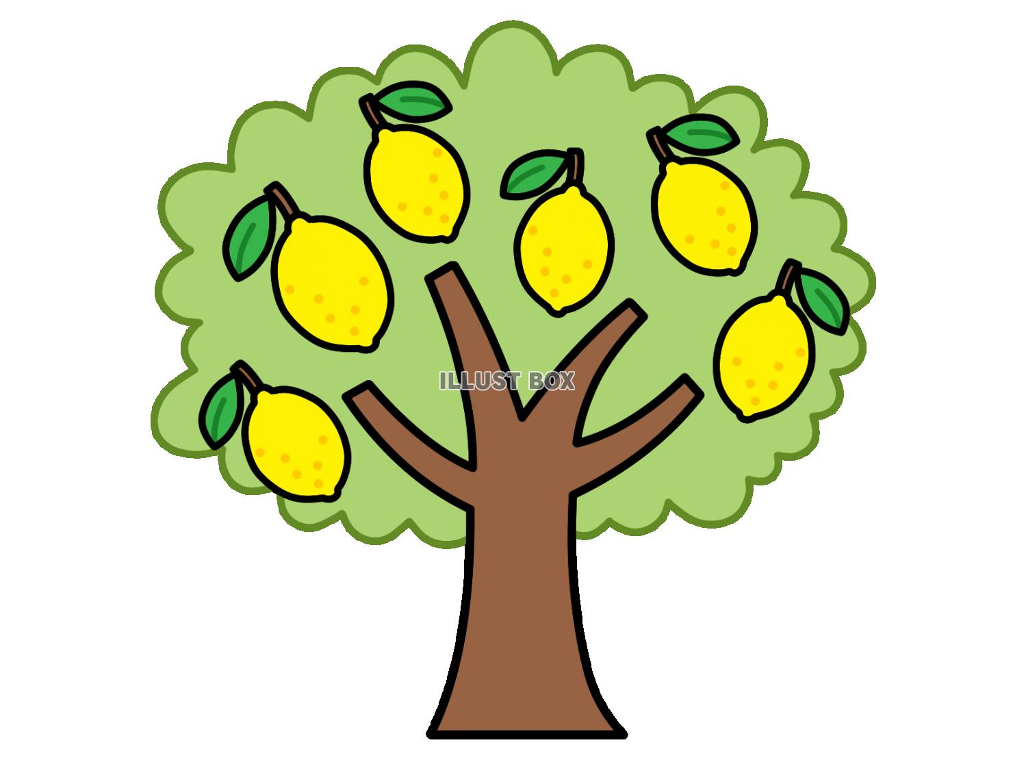 レモンの木
