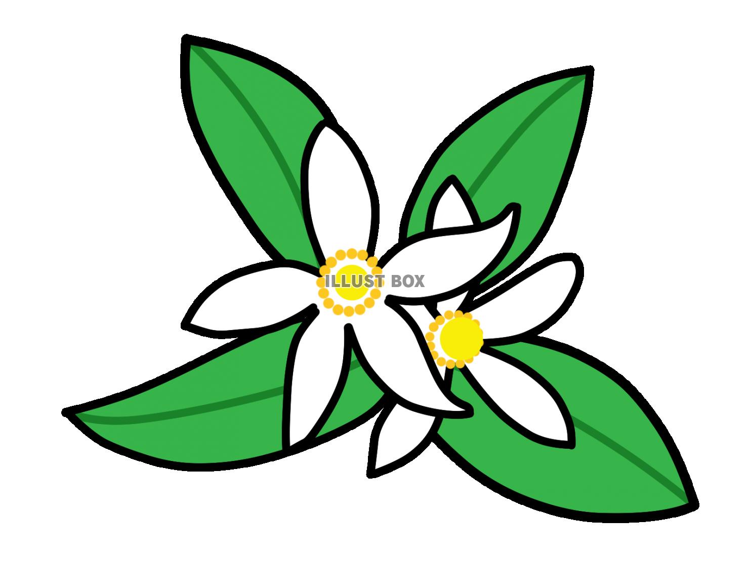 レモンの花