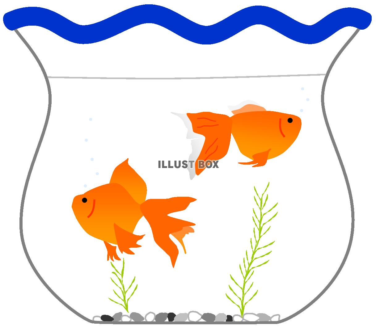 無料イラスト 金魚鉢 金魚と水草 ２