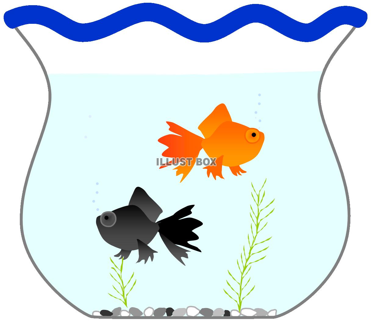 金魚鉢（出目金と水草）