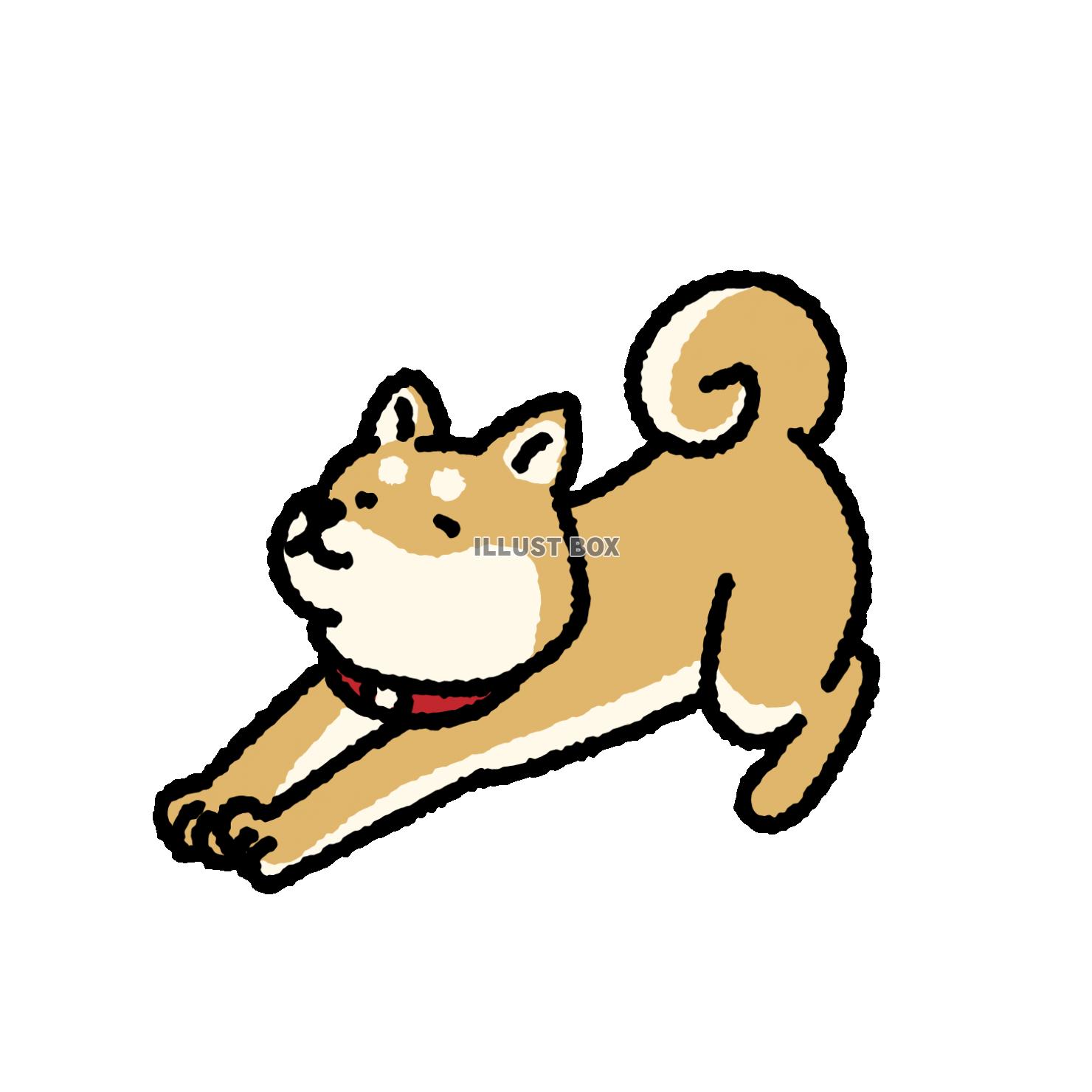 無料イラスト 背伸びする柴犬