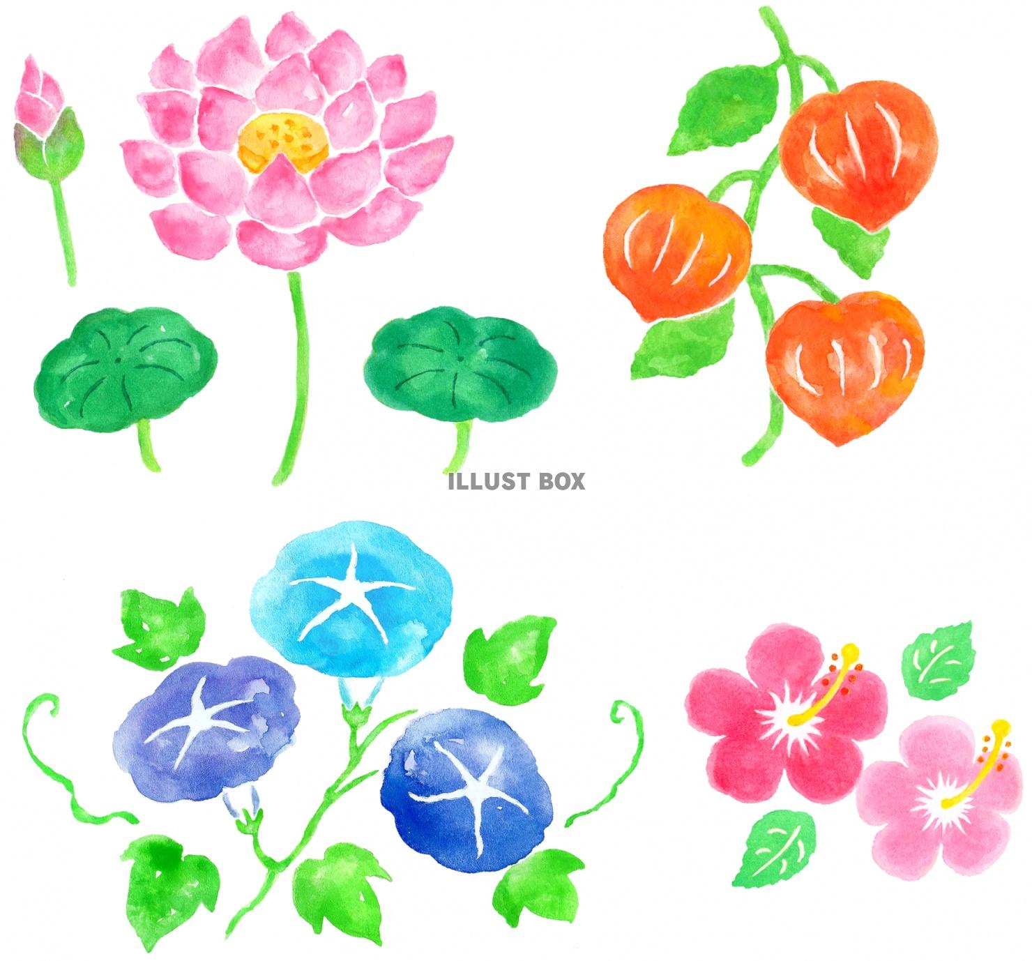 夏の花のイラストセット２