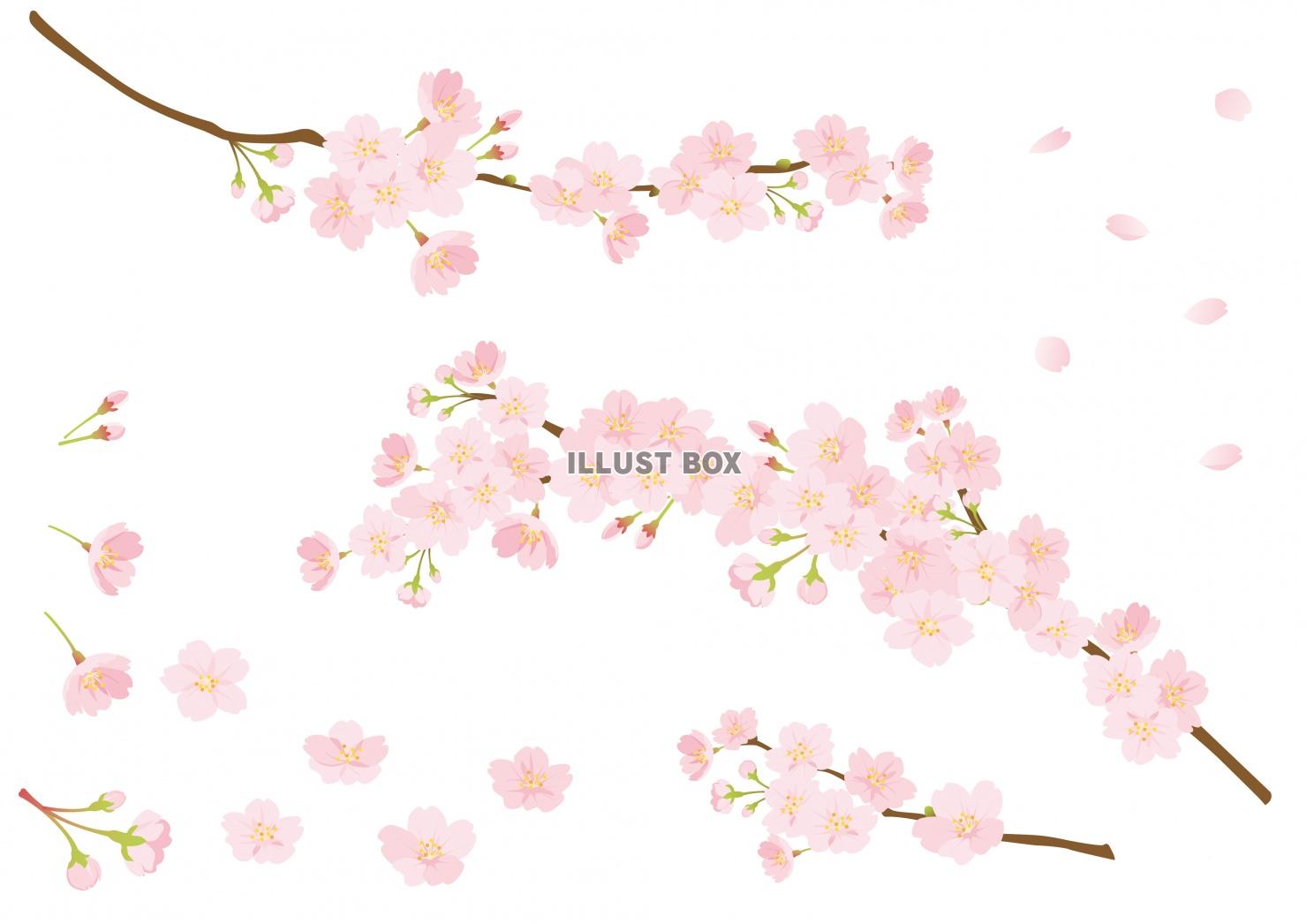 無料イラスト 春のイラスト 桜のイラストパーツ