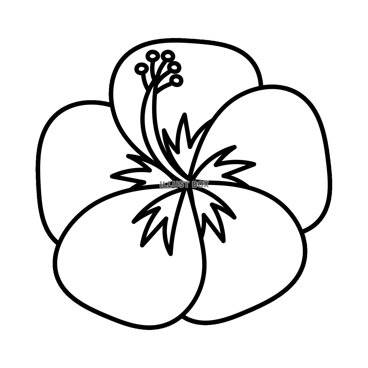 無料イラスト ハイビスカス 白黒 無料イラスト ハイビスカス 白黒