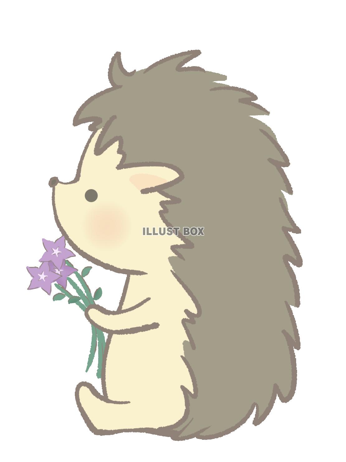 桔梗を持って座るハリネズミのイラスト　線あり