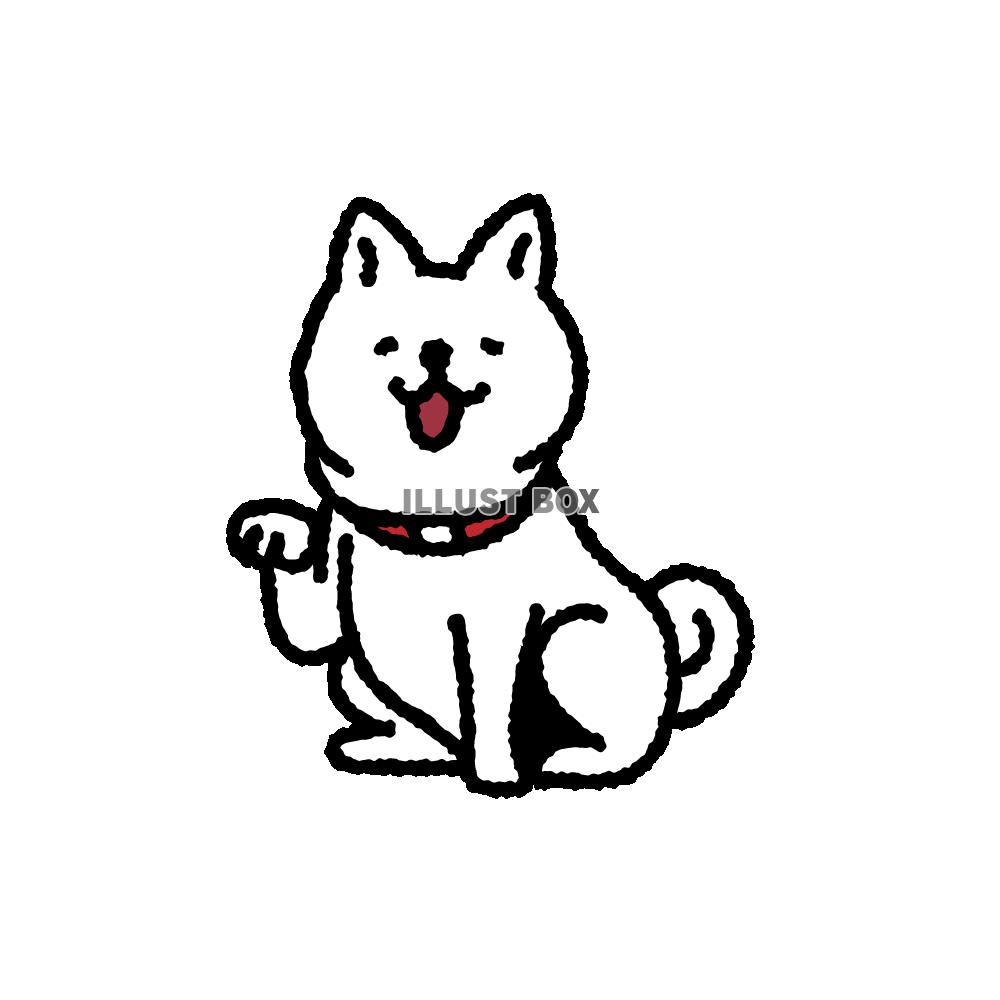 お手をするかわいい柴犬 　白