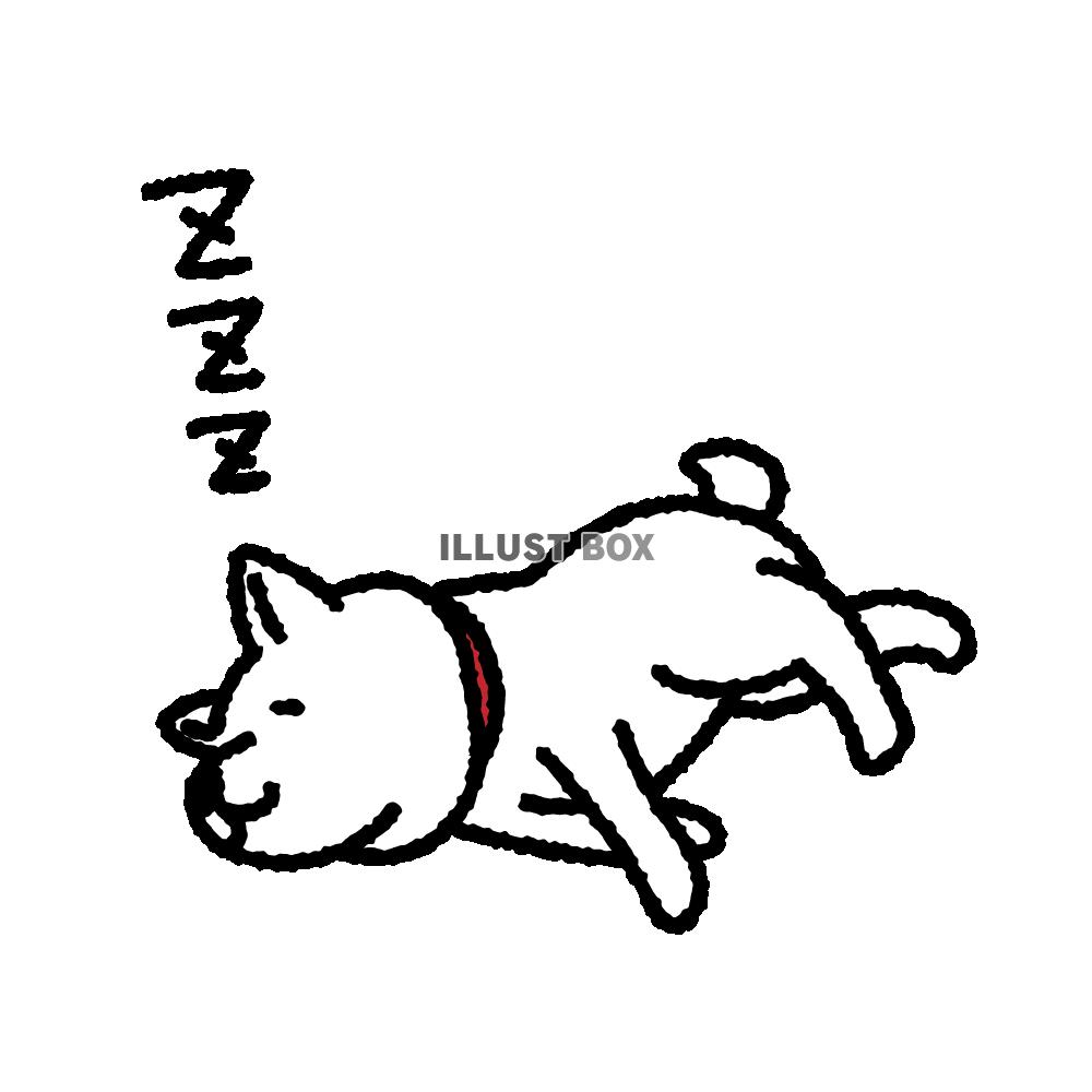 ぐっすり寝ていい夢見ているかわいい柴犬 　白