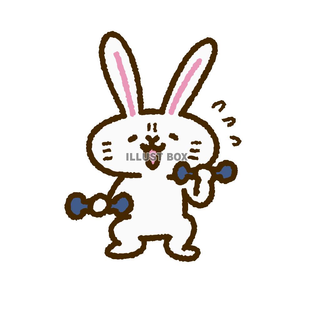 ウサギキャラシリーズ　筋トレするうさぎ