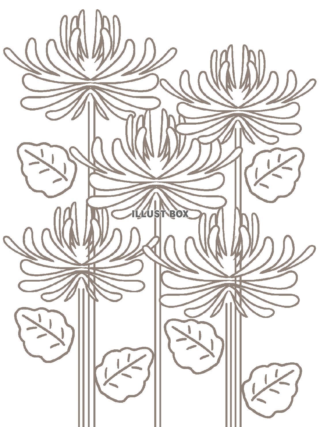 シンプルな菊のぬり絵イラスト