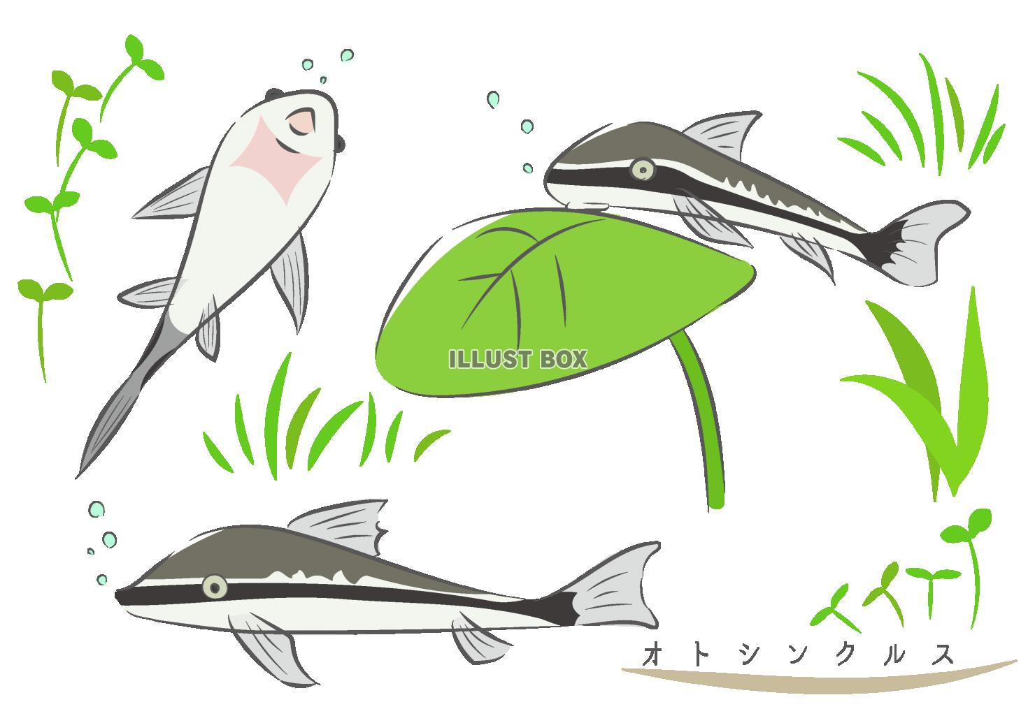 オトシンクルス(熱帯魚)と水草(zipファイル: pdf,j...