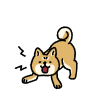 シンプルでかわいい吠える柴犬のイラスト