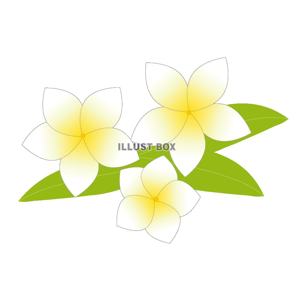ハワイの花 イラスト無料
