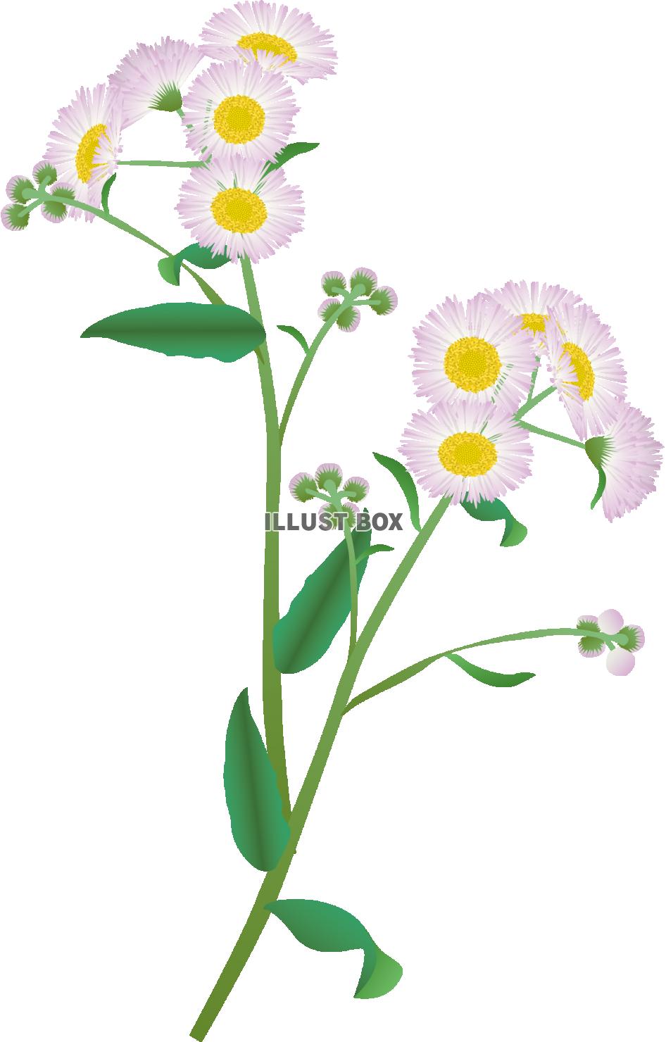 野草 イラスト無料