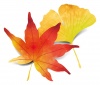 秋の紅葉と銀杏の水彩風イラスト