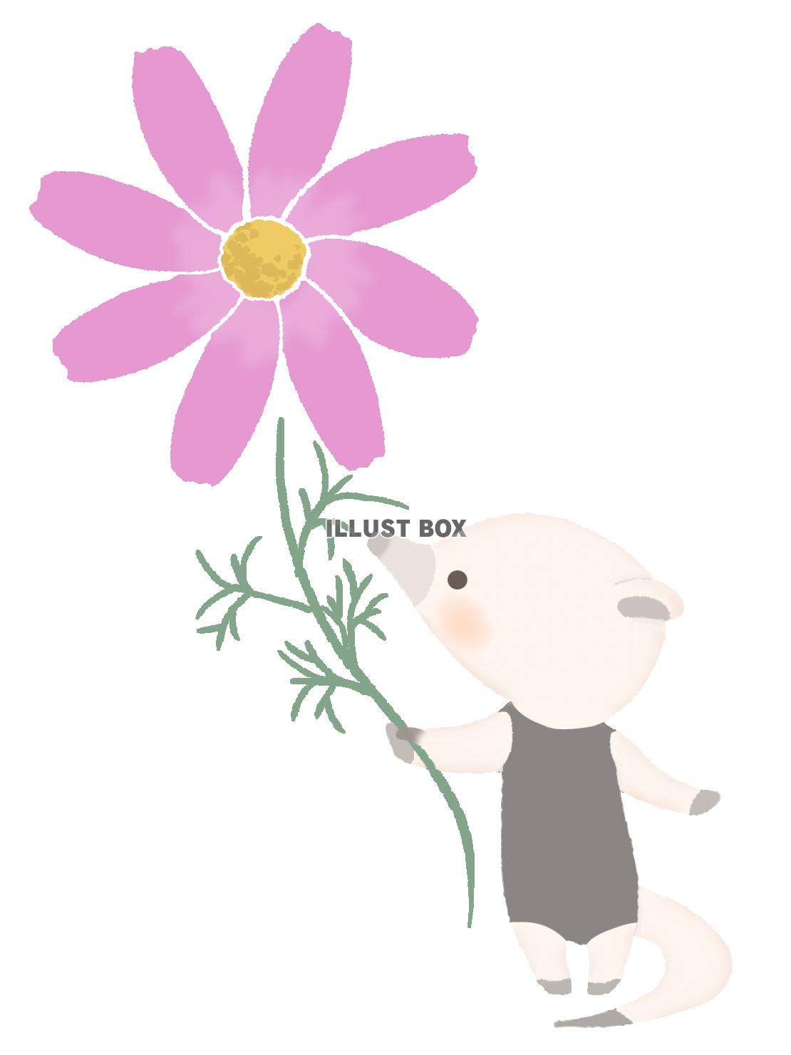 コスモスの花を持つコアリクイのイラスト　線なし