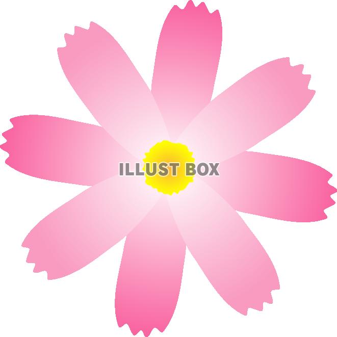 秋桜　グラデーション01　花部分