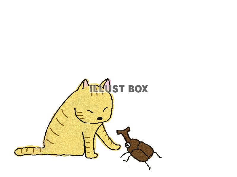 カブトムシとネコ