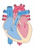 人間の身体★心臓の構造イラスト★血液の流れ