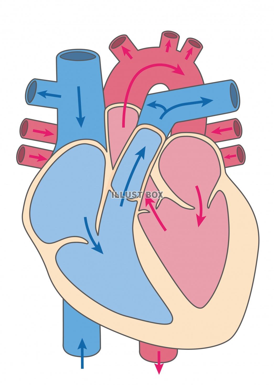 人間の身体★心臓の構造イラスト★血液の流れ