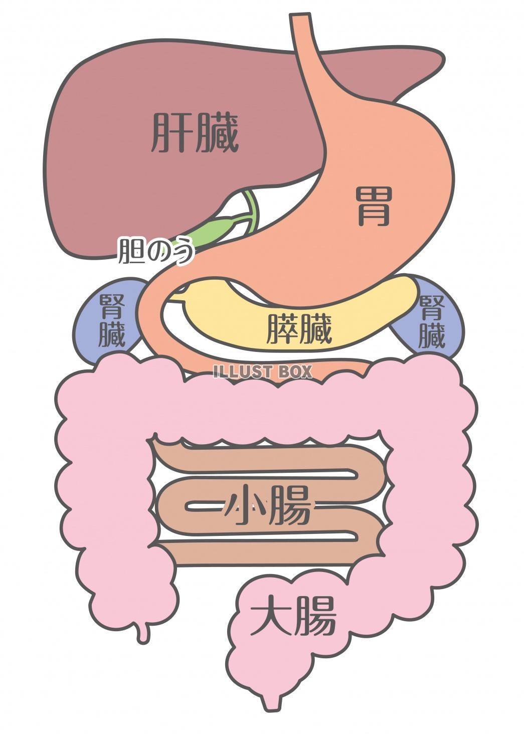 人間の身体★消化器系構造イラスト★文字あり