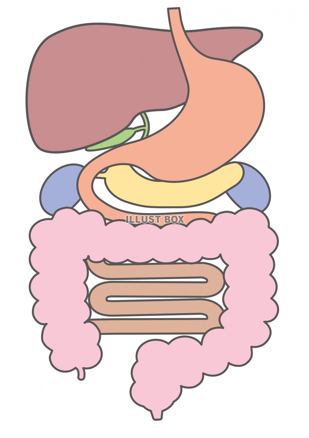 無料イラスト 人間の身体 消化器系構造イラスト 文字なし