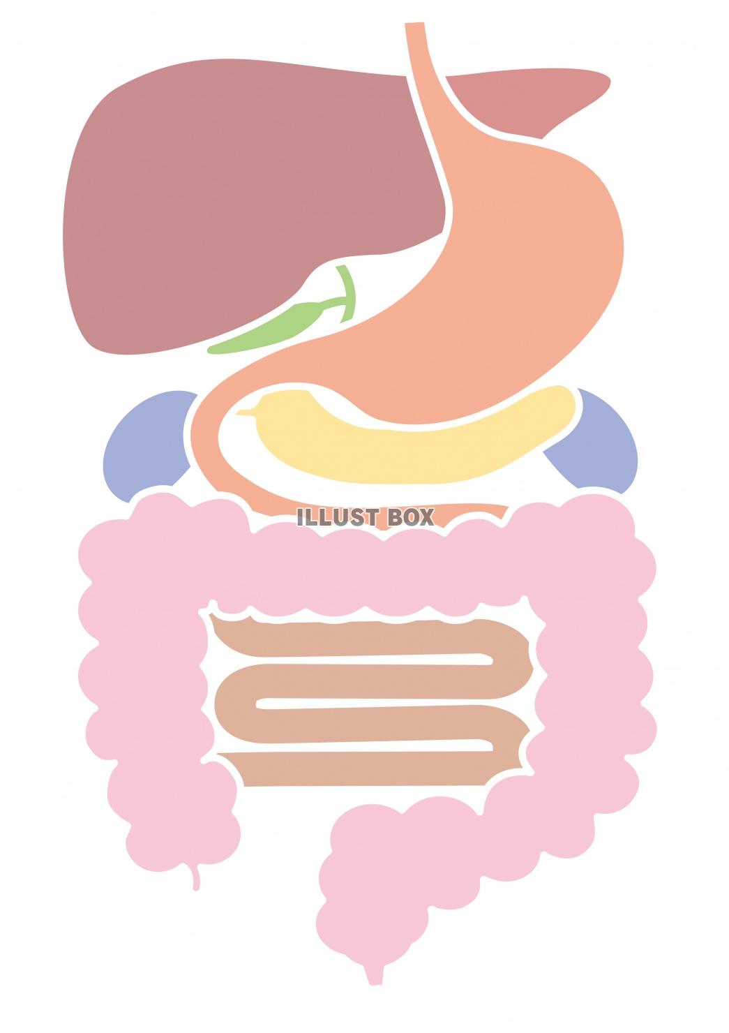 消化 イラスト無料
