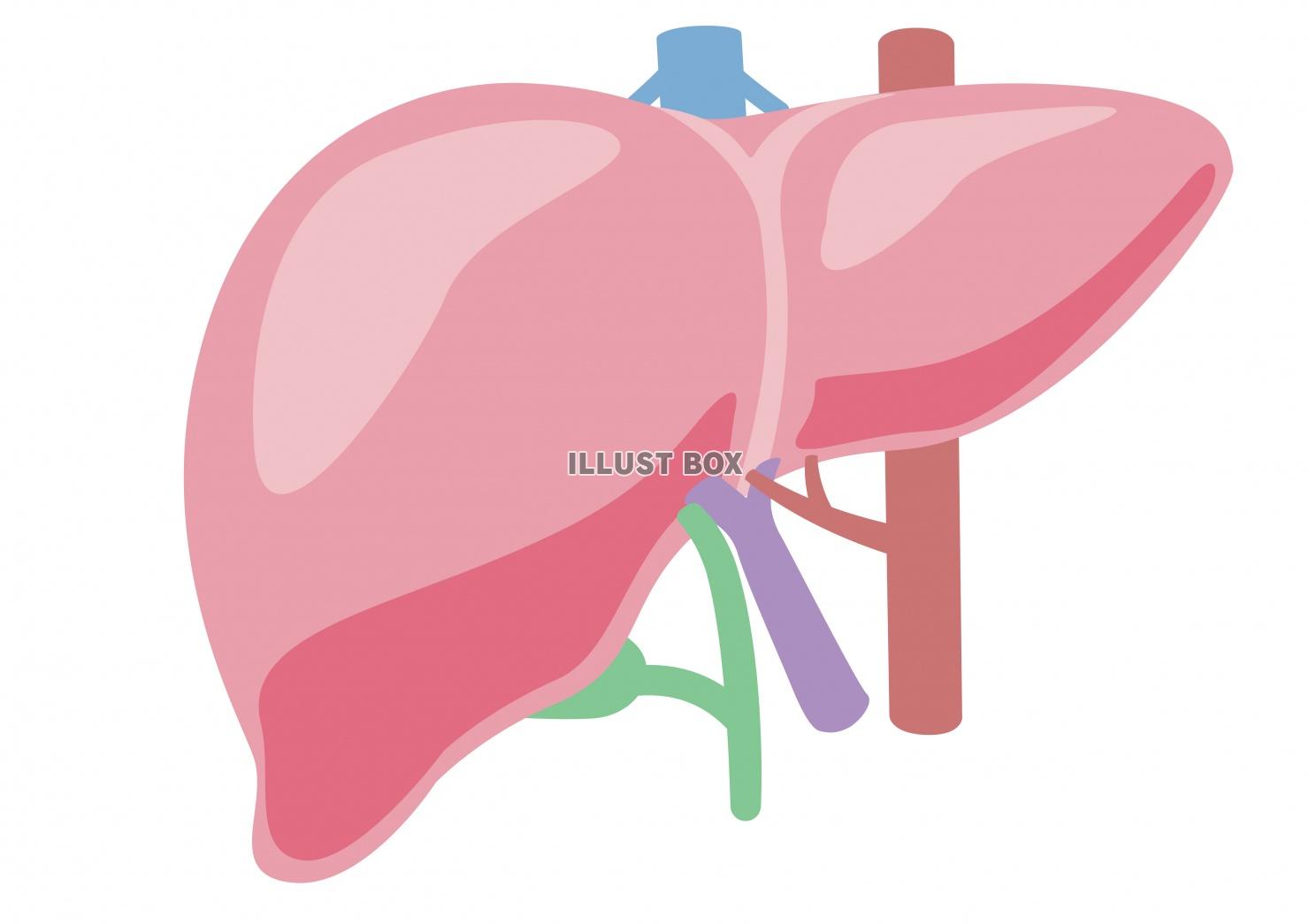 肝臓 イラスト無料