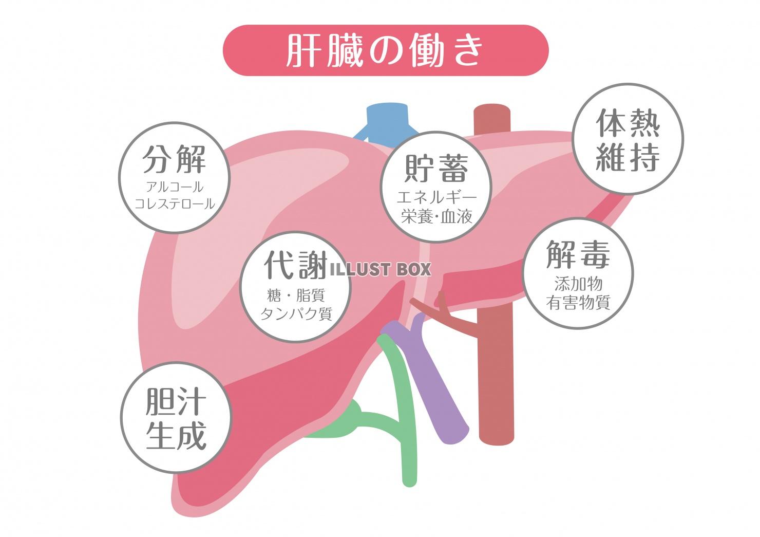 人体 イラスト無料