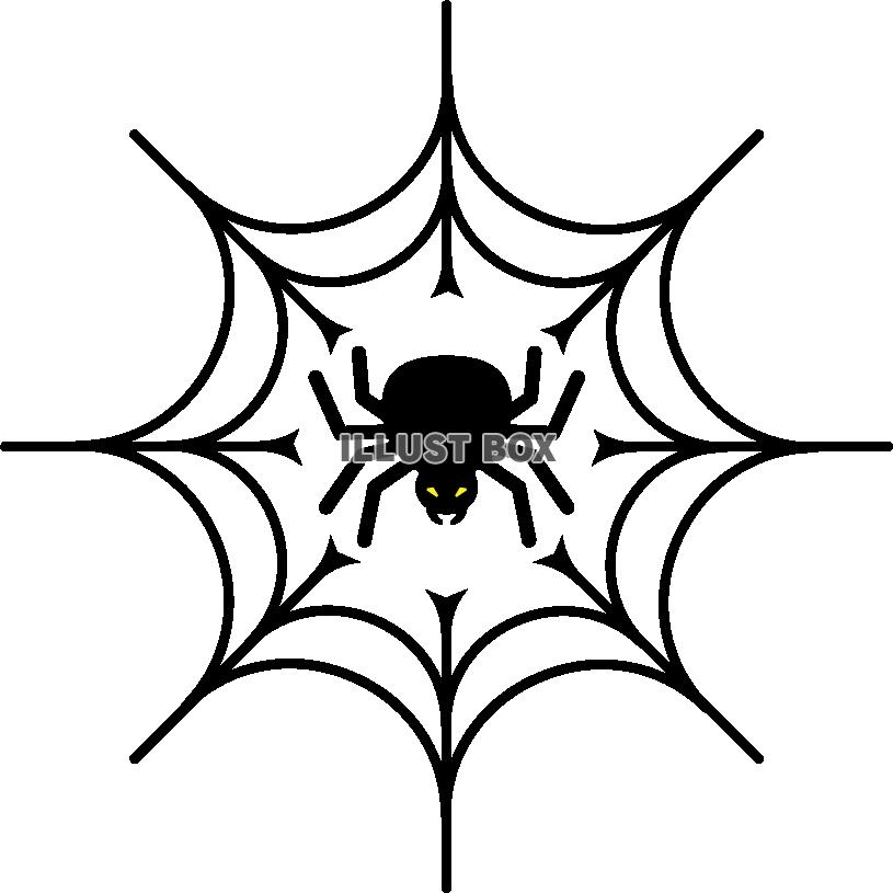 蜘蛛の巣と蜘蛛
