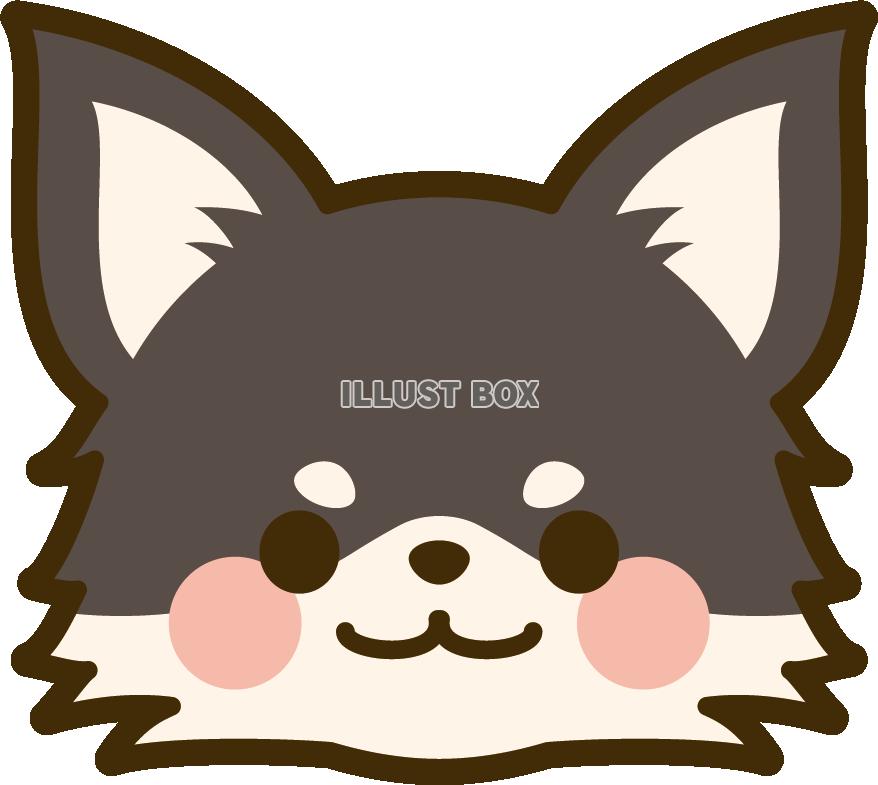 犬の顔　チワワ（ブラックタン）