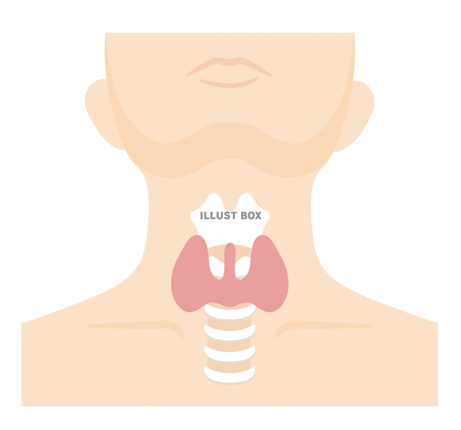人間の身体★代謝・内分泌★甲状腺★文字なし