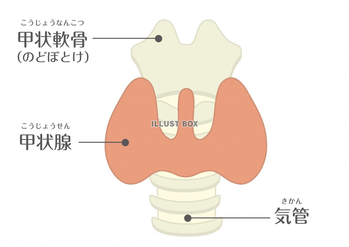 人間の身体★代謝・内分泌★甲状腺★文字なし