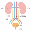 人間の身体★泌尿器★腎臓の構造★文字あり