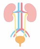人間の身体★泌尿器★腎臓の構造★文字なし